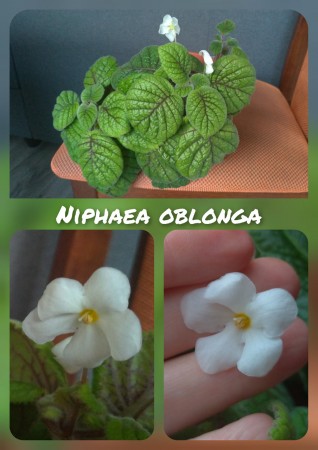 Niphaea Oblonga